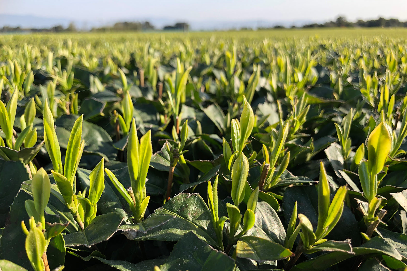 かのや茶(かのや深蒸し茶)